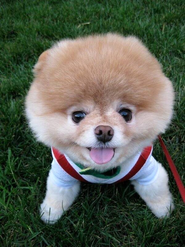 haf